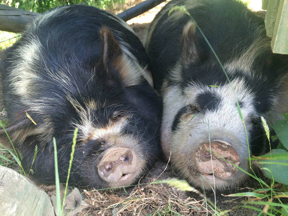 You are welcome to come and meet our animals, they are all pets