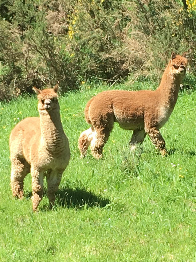 Alpacas
