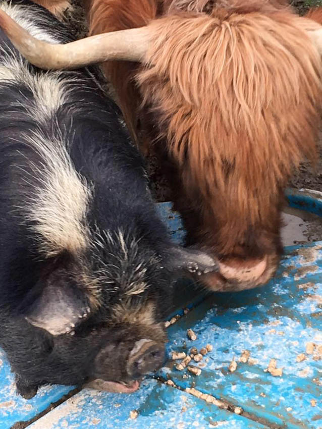 Pig & Highland Cow
