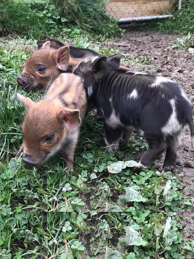 Piglets